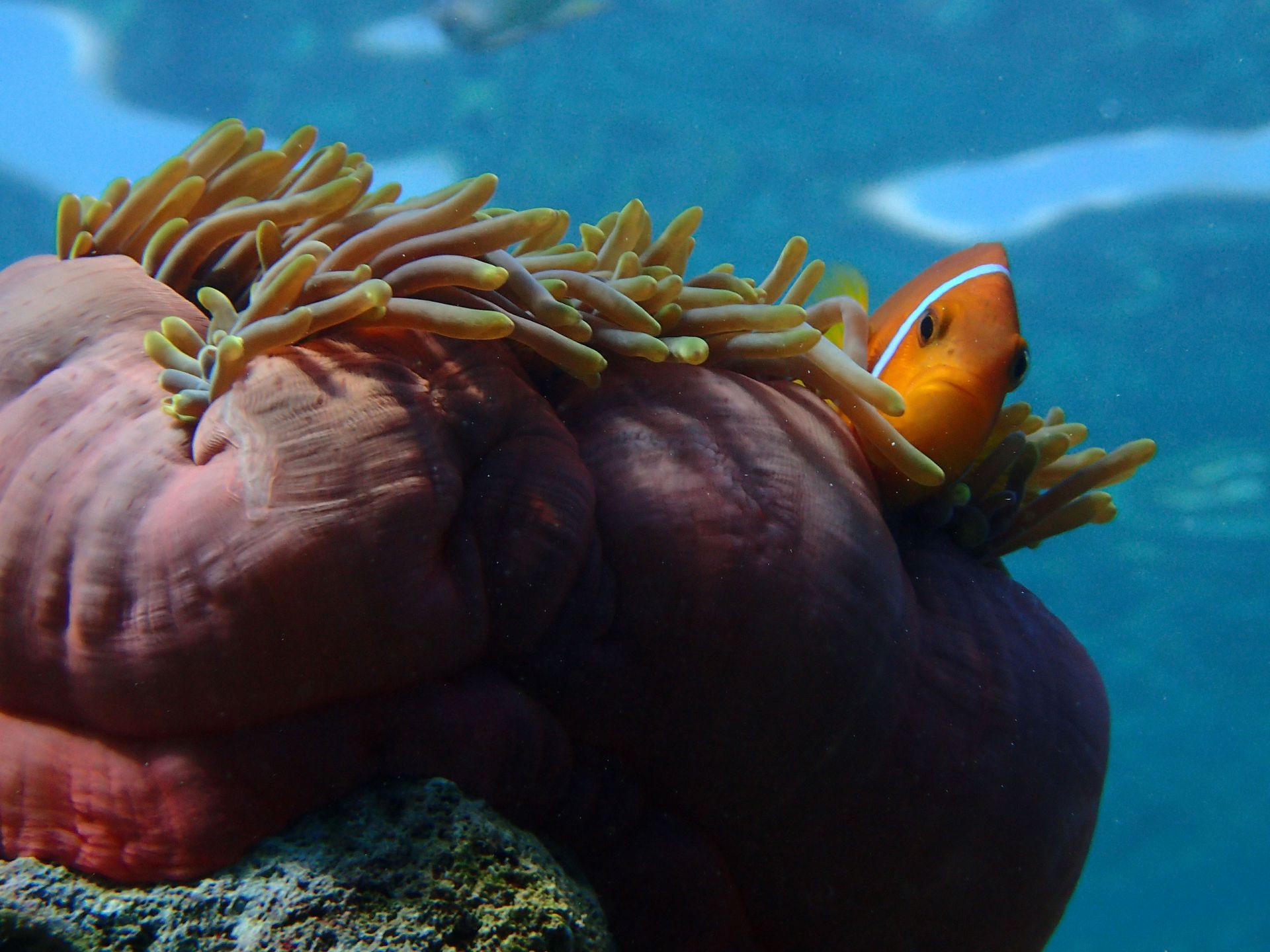 Dyk ned til dyrene i havet på Milaidhoo Island, Maldiverne