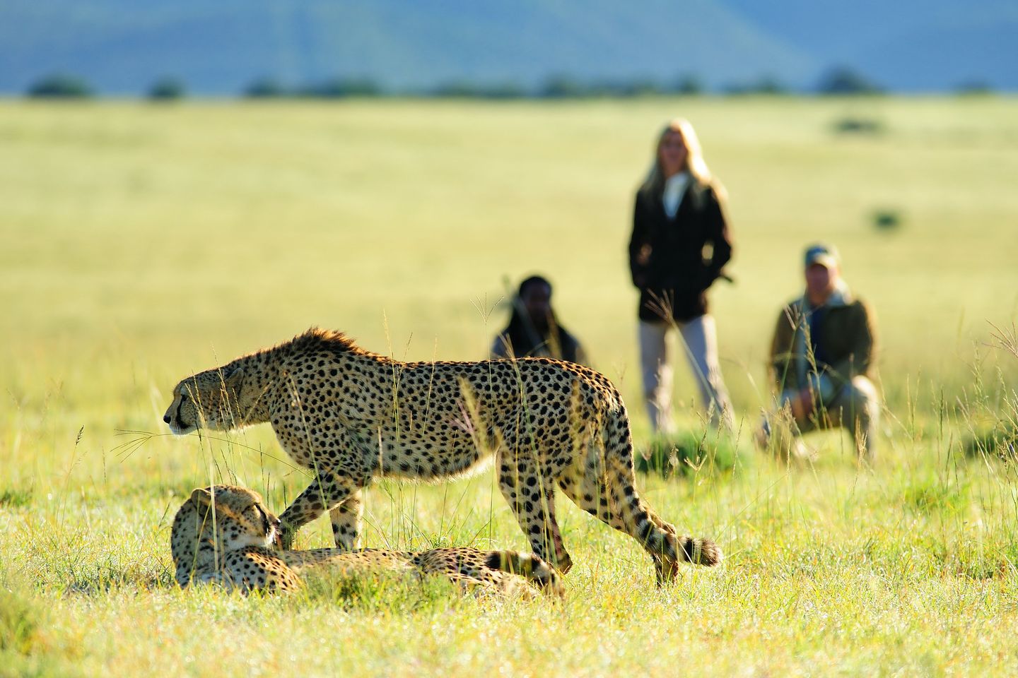 Safari til fods med Shamwari Private Game Reserve, Sydafrika