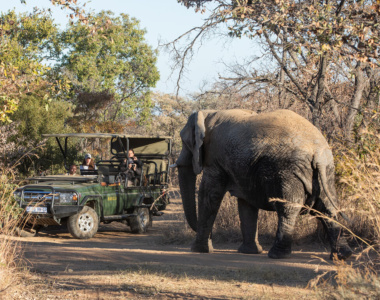 Kom tæt på dyrene under en safari fra Mabula Game Lodge, Sydafrika