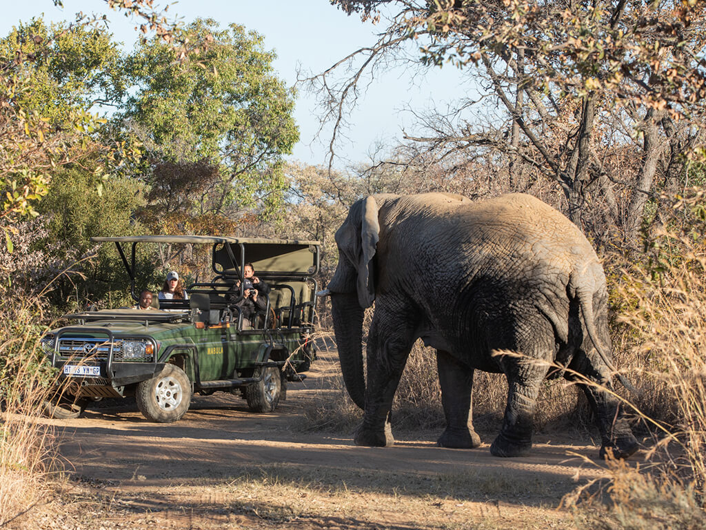 Mød en elefant under safaritur med Mabula Game Lodge, Sydafrika