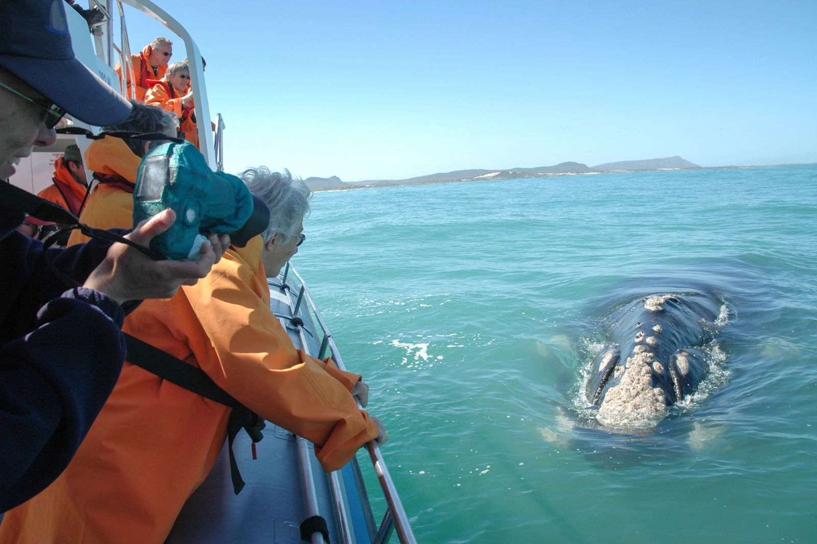 Hvalsafari med Grootbos Nature Reserve, Sydafrika