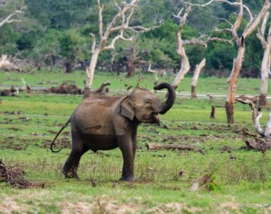 Rejs til Sri Lanka - oplev dyrelivet og bo på et af Uga Resorts hoteller