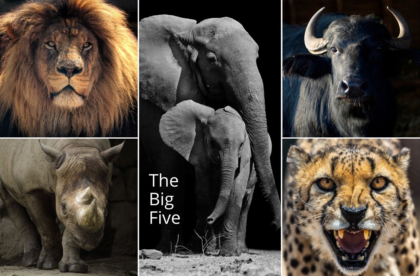 The Big Five - dyr du bør opleve på safari i Afrika