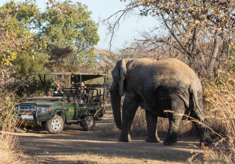 Mød en elefant under safaritur med Mabula Game Lodge, Sydafrika